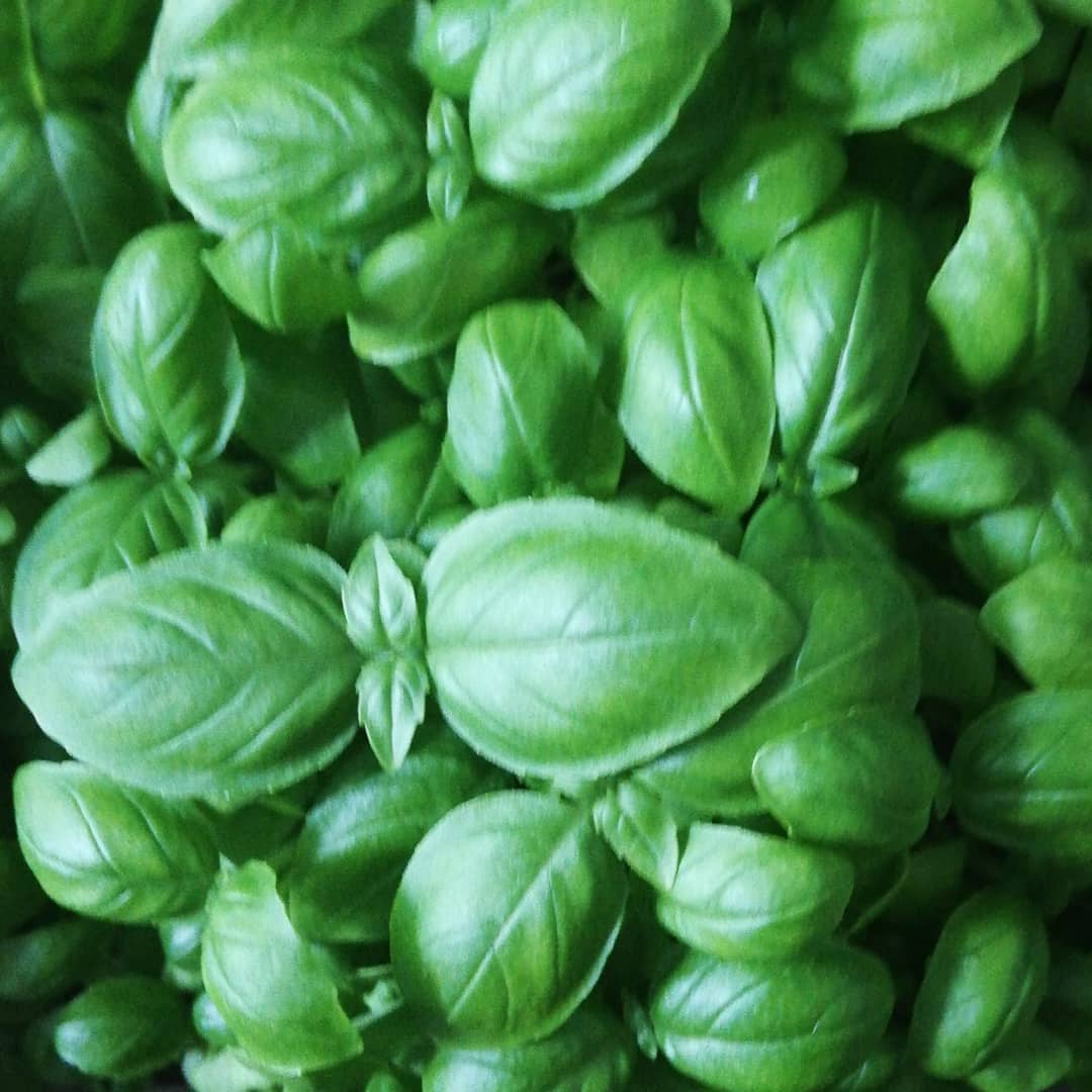 Basil Plugs x 3num pre-order mid Feb Delivery