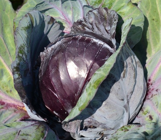 Organic Cabbage, Red Rodynda