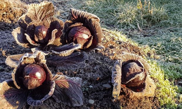 Cabbage Red Rodynda