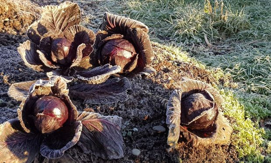 Cabbage Red Rodynda