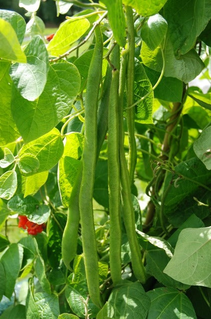 Organic Beans (runner) Enorma