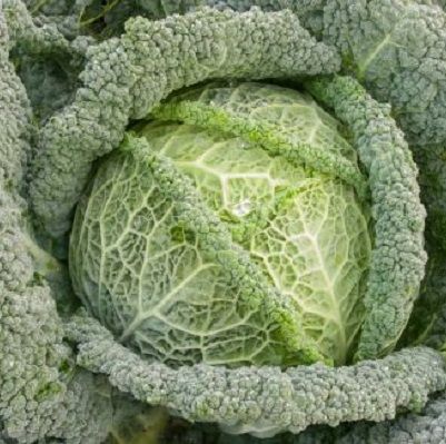 Cabbage Savoy