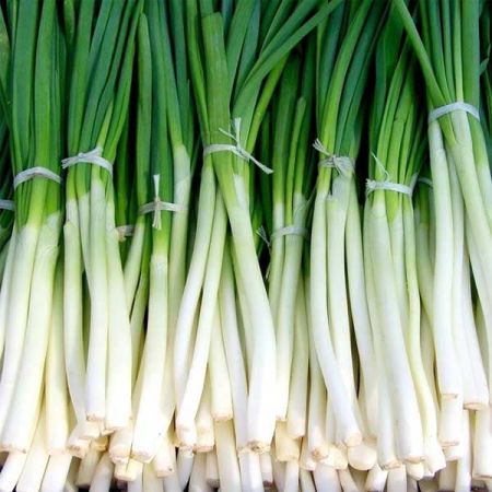 Spring Onion Ischikrona