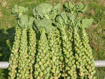 Brussels Sprouts (Idemar)