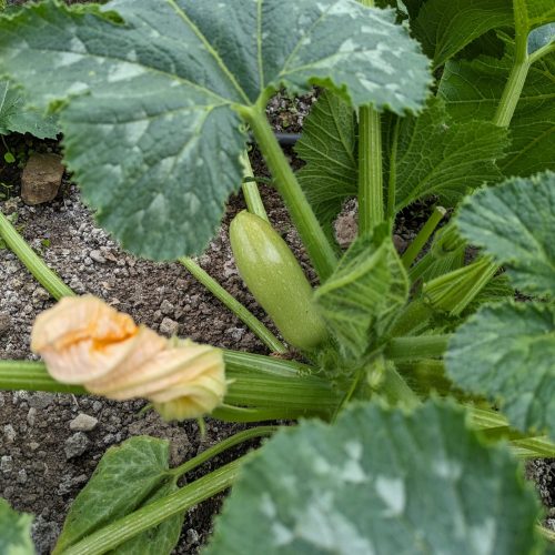 Syrian White Courgette