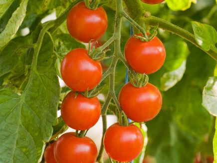 Tomato (large Cherry)