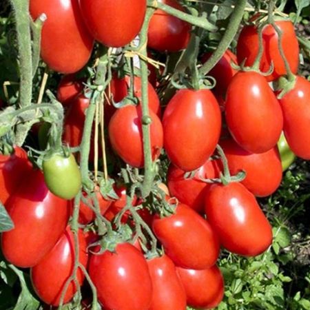 Tomato San Marzano