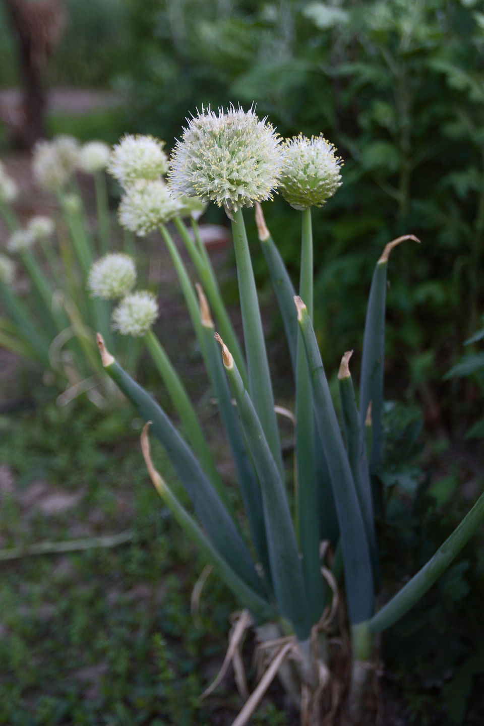 Welsh Onion