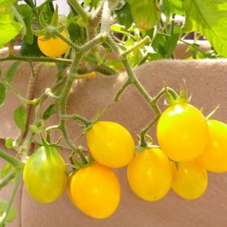 Tomato Cherry Yellow Submarine