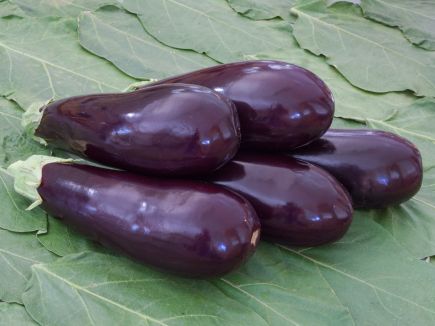 Organic Aubergine Zora