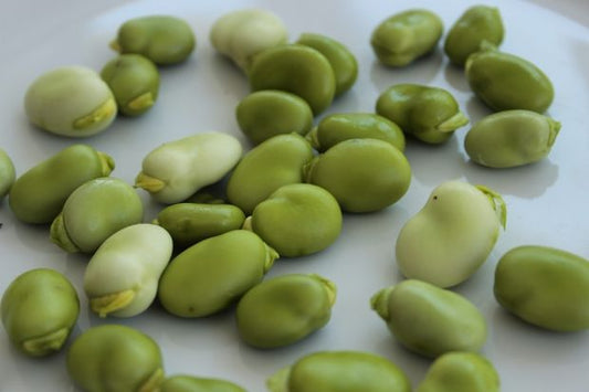 Broad Bean Aquadulce