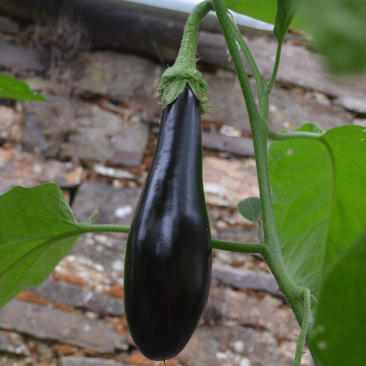 Organic Aubergine Long Purple