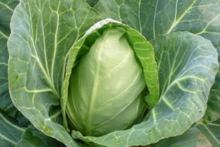 Cabbage Berns Early