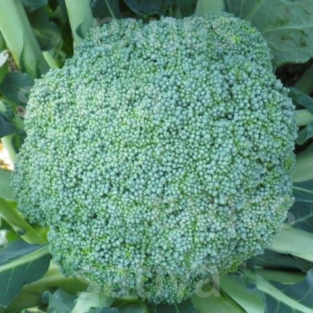 Broccoli Natalino