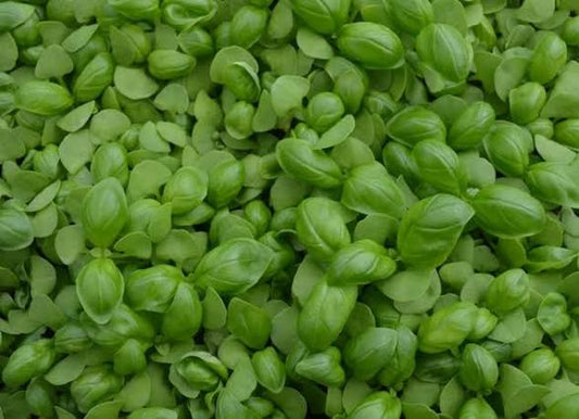 Micro Basil