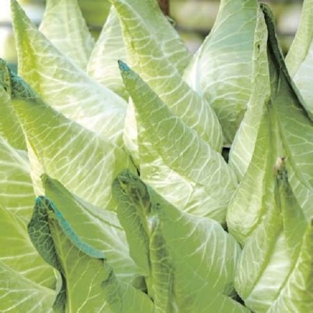 Cabbage Pointed Filderkraut