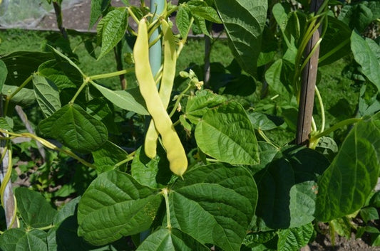 Organic Beans (french Climbing) Golden Gate