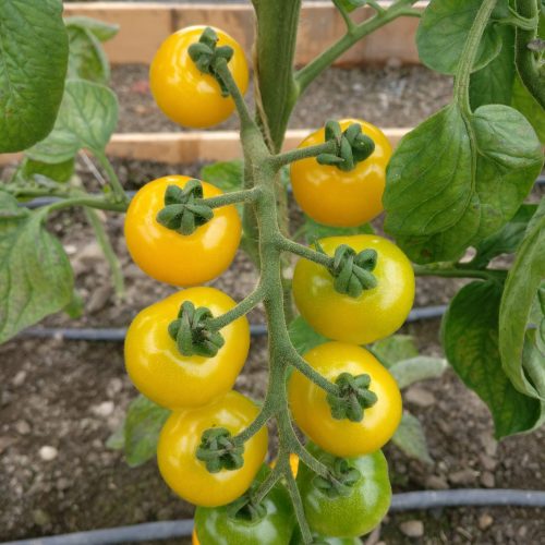 Galina Siberian Tomato (SS)