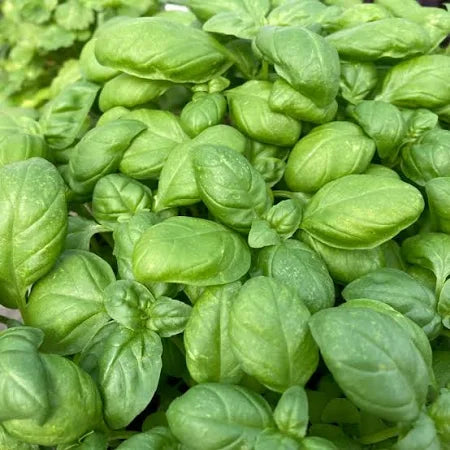 Basil Plugs (Green  Genovese type ) Pre-order only