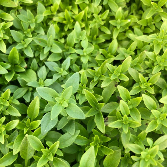 Basil Greek (very Aromatic )
