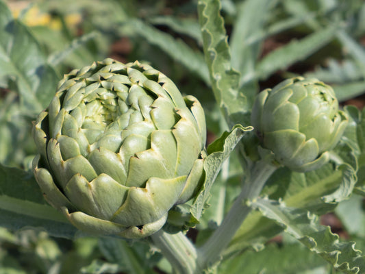 Organic Artichoke Green Globe