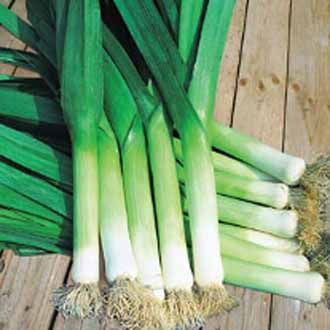 Leek Hilari