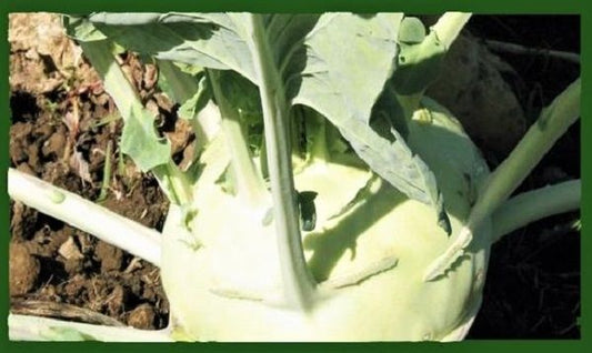 Kohlrabi Superschmelz