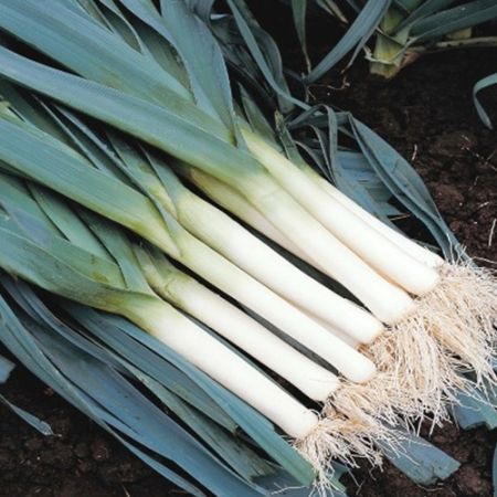 Leek Avano