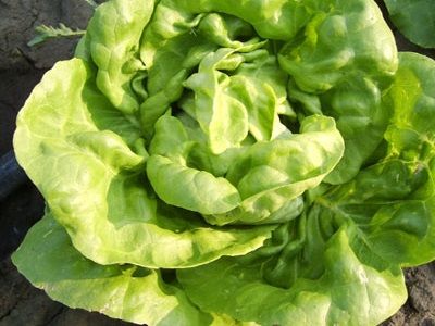 Lettuce Butterhead  Briweri