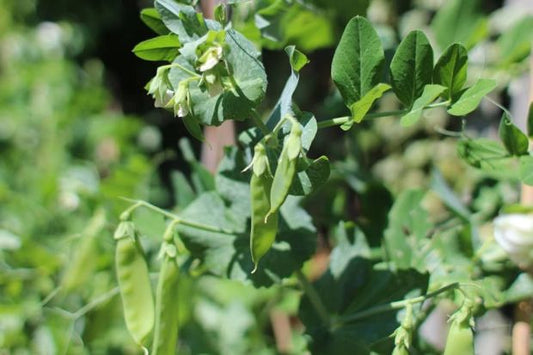 Pea Mangetout Ambrosia