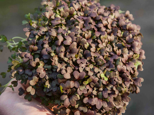 Micro Herb MIzuna Red Frills