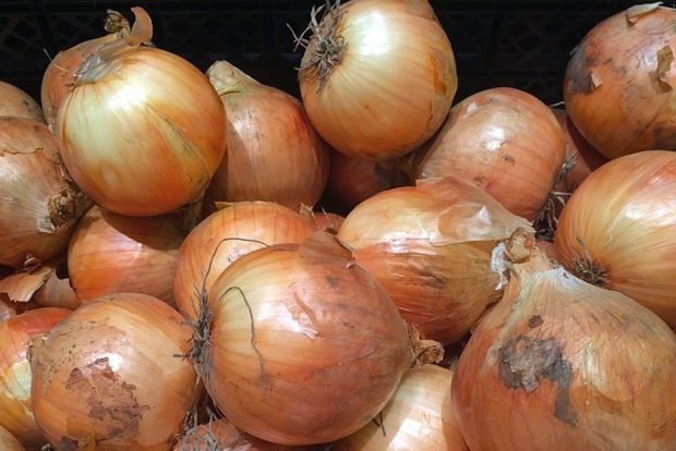 Onion Sturon