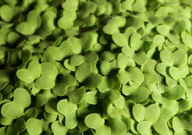 Micro Herb Mustard Wasabi