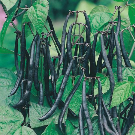 Bean Bush Purple Teepee