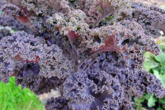 Kale Red Curly