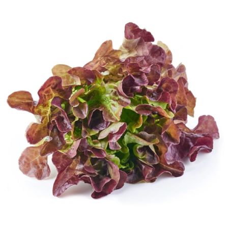 Lettuce Red Salad Bowl