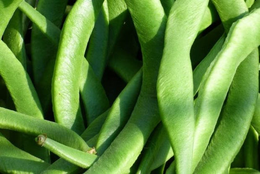 Bean Runner Scarlet Emperor
