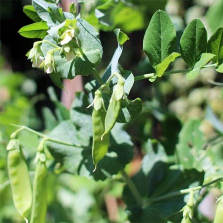 Pea Mangetout Sweet Horizon