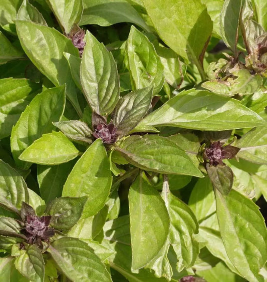 Thai basil