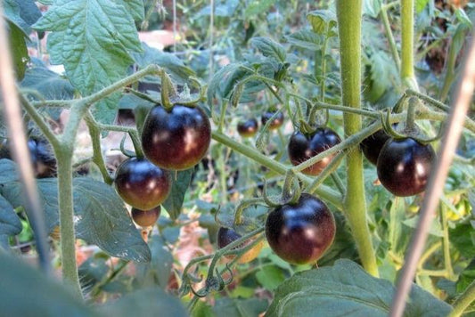 Tomato Black Cherry