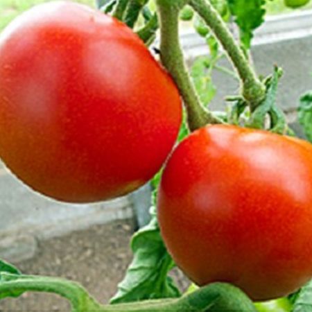 Tomato Matina