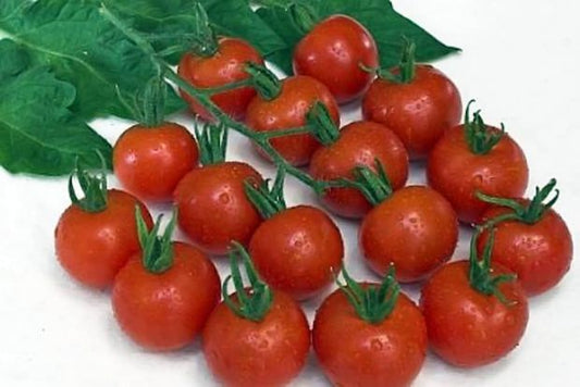 Tomato Zuckertraube